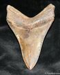 Serrated Megalodon Tooth From Georgia #936-1